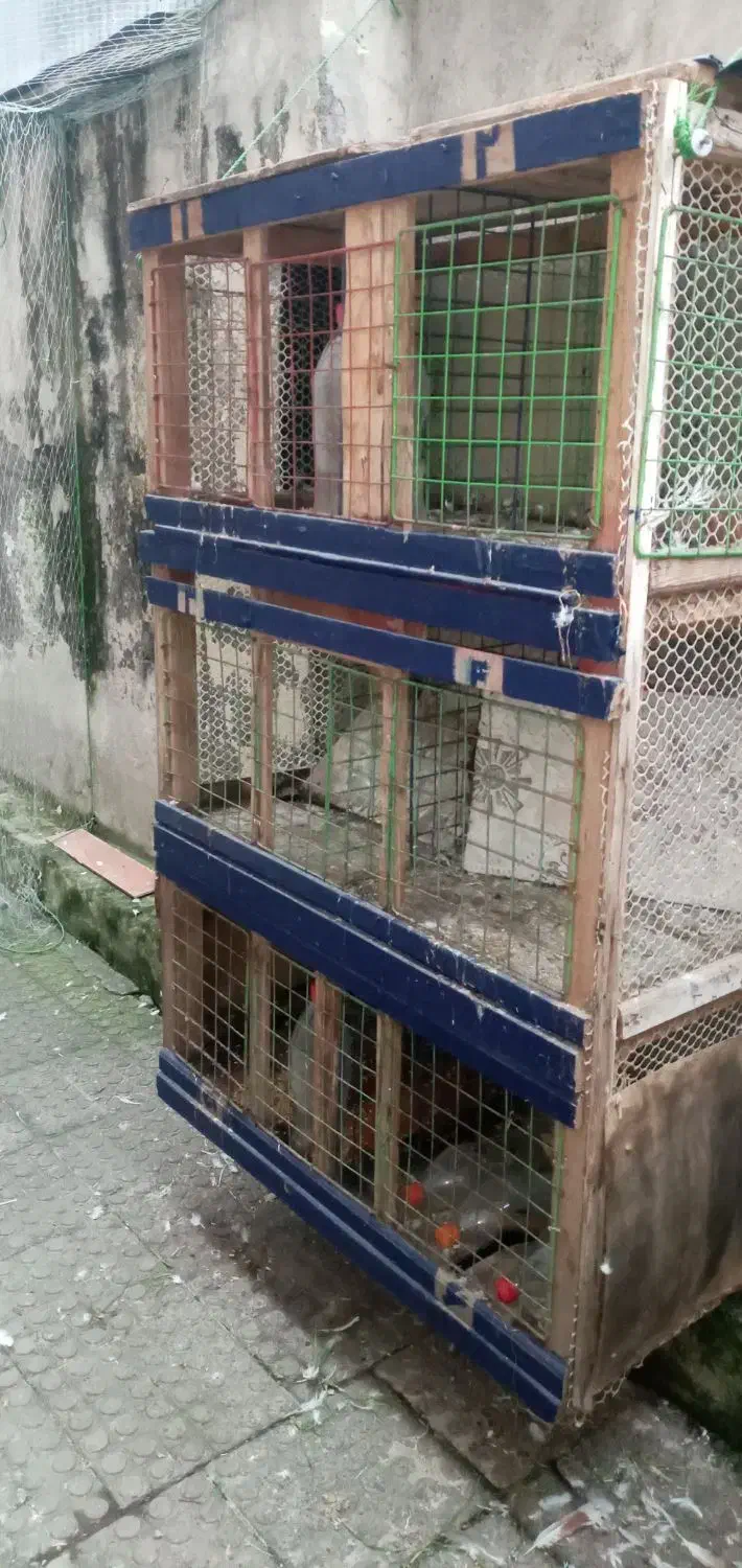 جفتگا کبوتر'|لوازم جانبی حیوانات|رشت, باهنر|دیوار