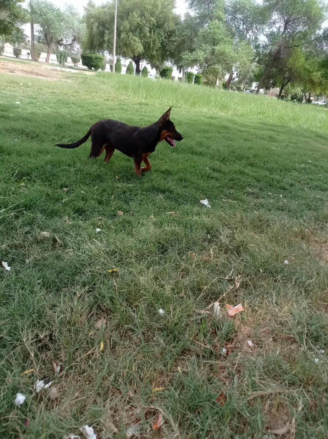 تول سگ ژرمن ۴ ماه|حیوانات|اهواز, کوی پیروزی|دیوار