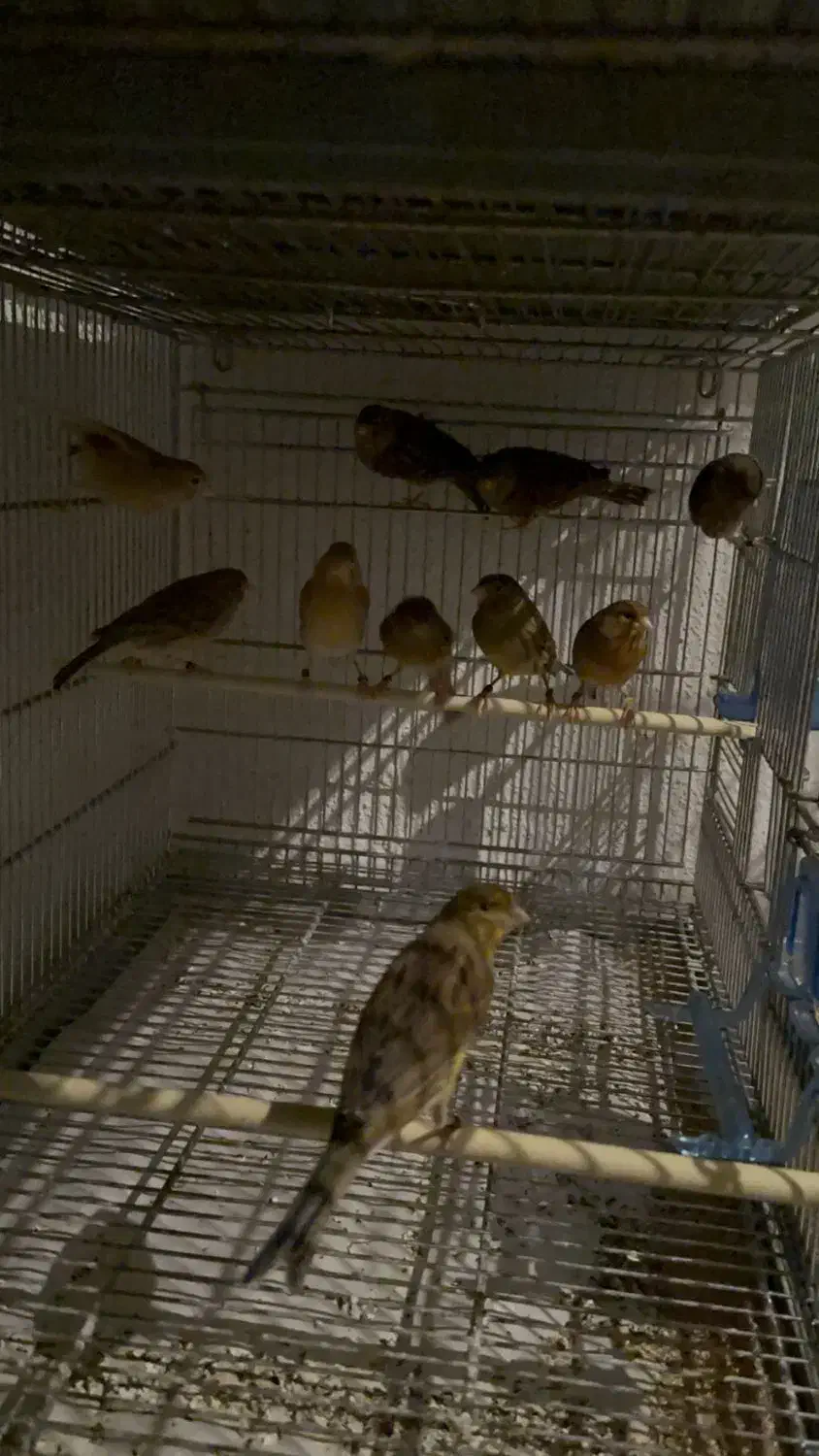 قناری اوپال|پرنده|اسلام‌شهر, شهرک قائمیه|دیوار