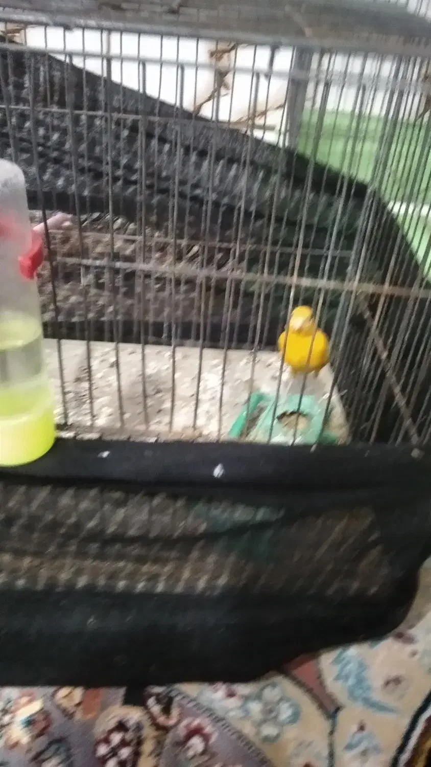 قناری نر|پرنده|مرودشت, کناره|دیوار