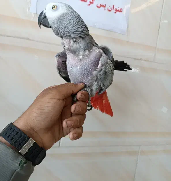 خریدو فروش انواع کاسکوکاکادو شاه طوطی راهب گرینچیک|پرنده|شیراز, شهرک سراج‎|دیوار