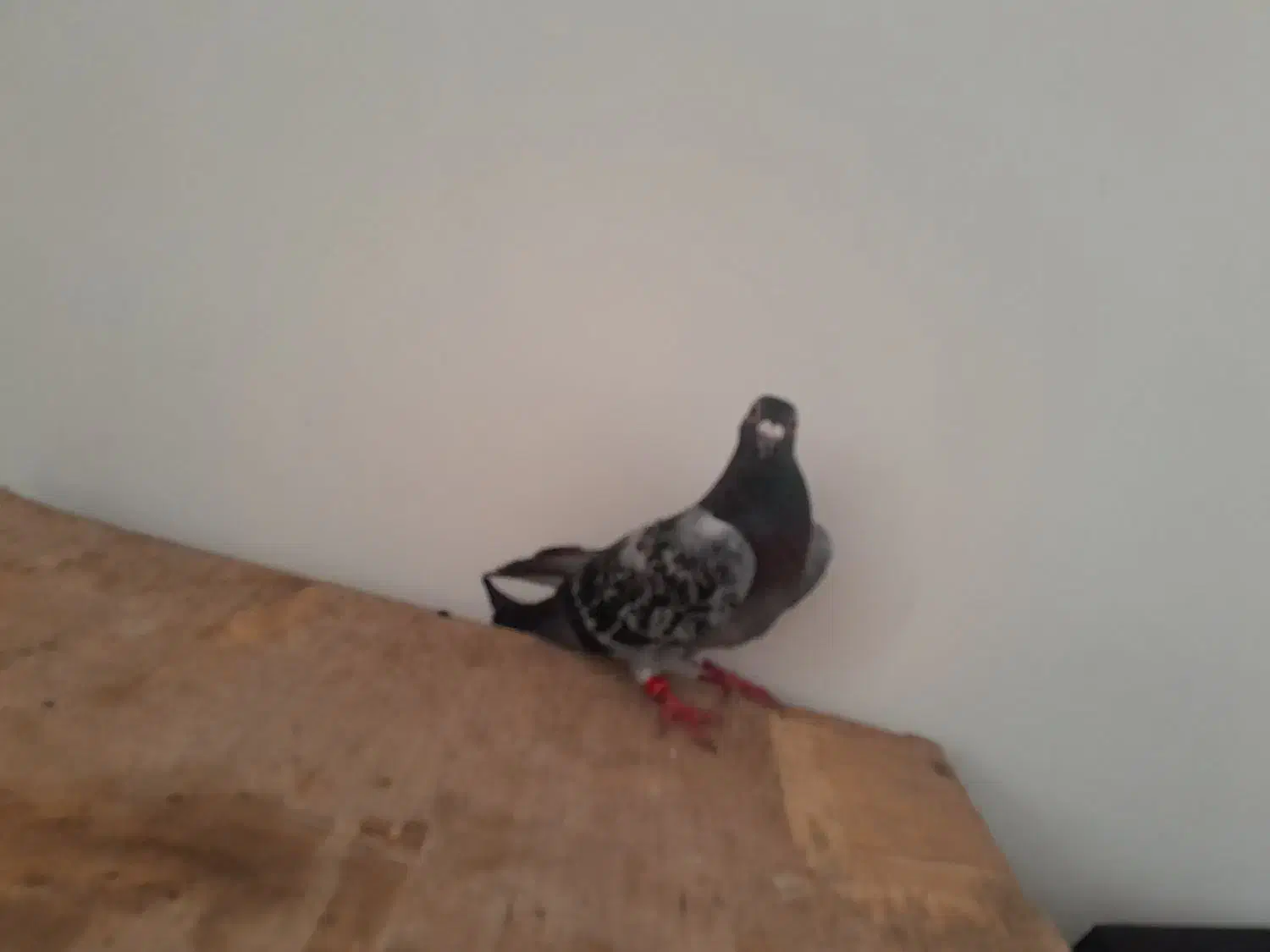 یک دانه کفتر زیبا|پرنده|مشهد, بهمن|دیوار