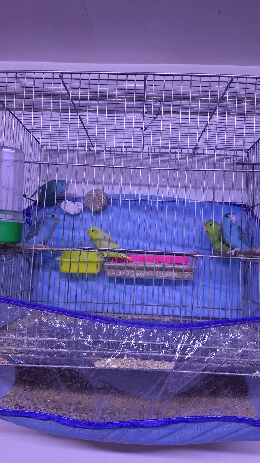 طوطی پروتلت بندانگشتی|پرنده|قم, بلوار امین و ساحلی|دیوار