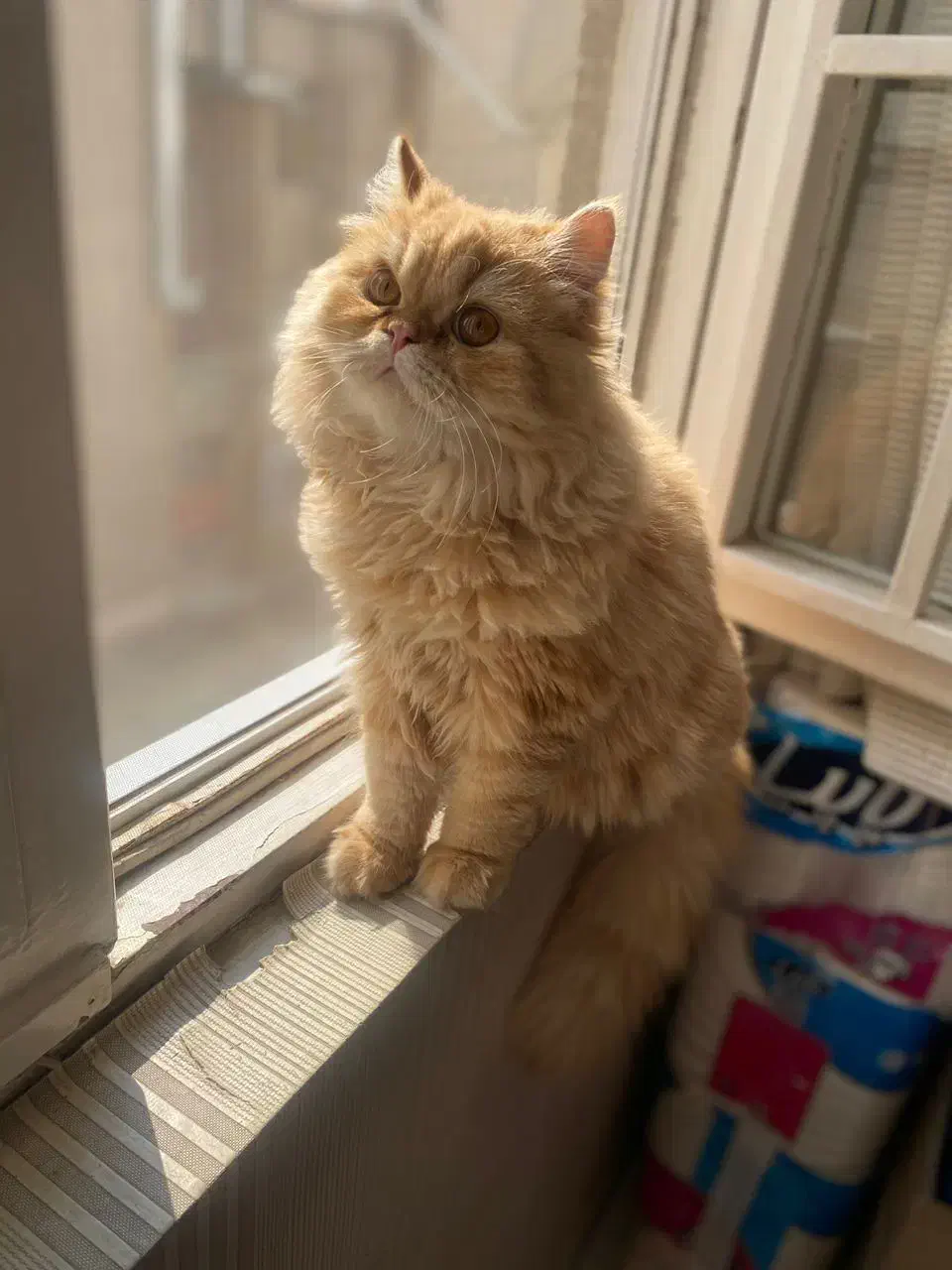 گربه پرشین|گربه|تهران, تهرانپارس غربی|دیوار