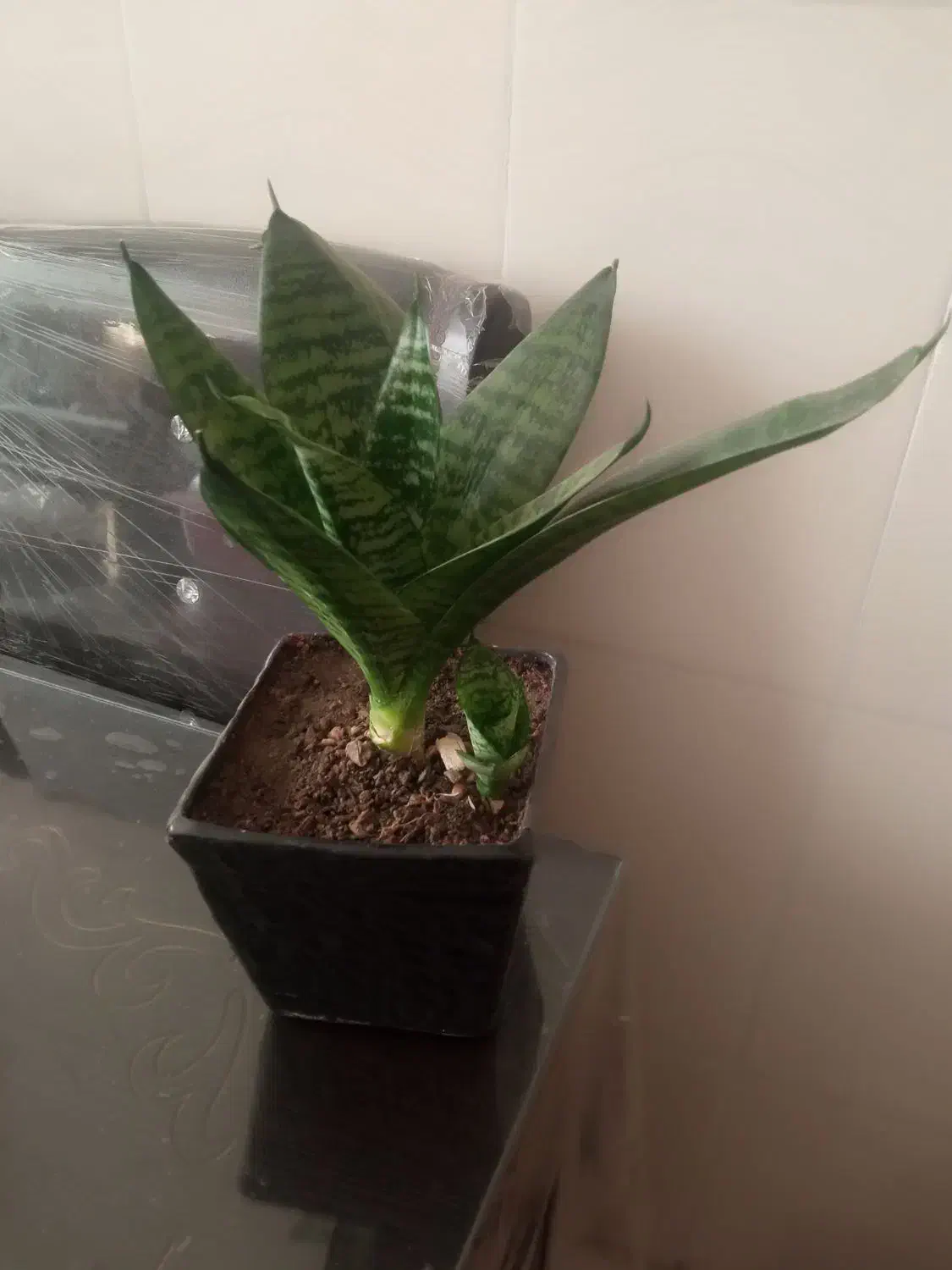 گل آپارتمانی|گل و گیاه طبیعی|کرمانشاه, |دیوار