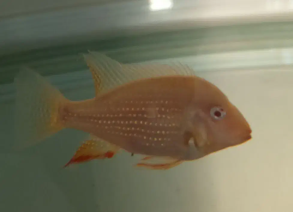 آکواریوم ودیسکس|ماهی|مشهد, وکیل‌آباد|دیوار