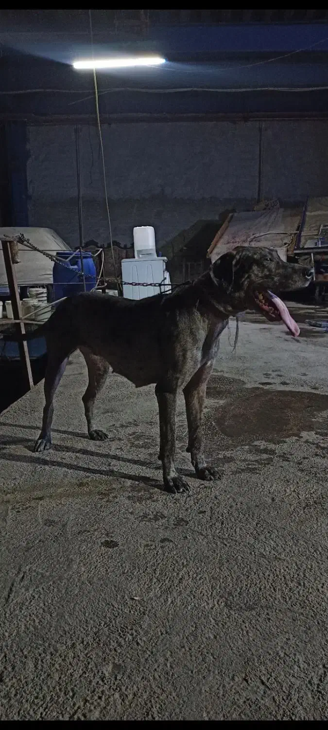 سگ ماده گریت|سگ|تهران, منیریه|دیوار