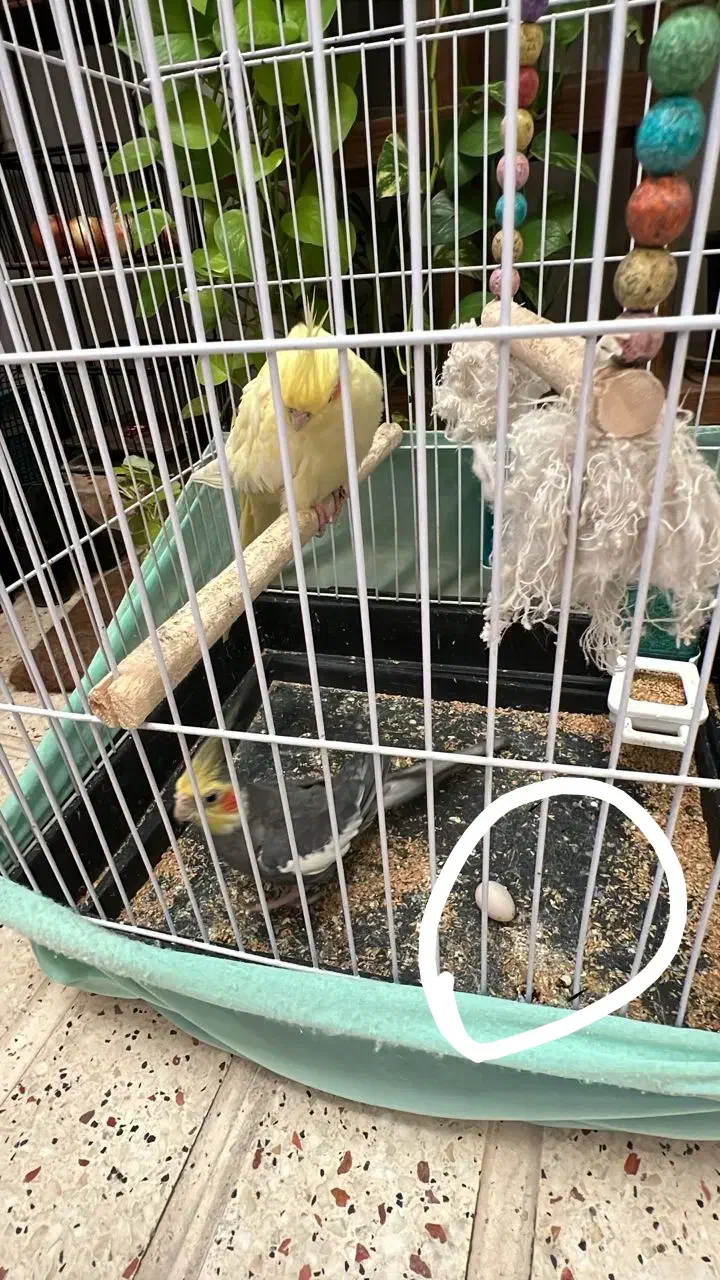 یک جفت عروس هلندی جفت خورده|پرنده|اسلامشهر, شهرک طالقانی|دیوار