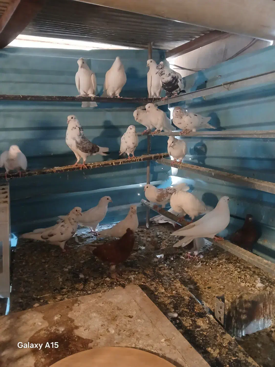 کبوتر رنگی|پرنده|صفادشت, |دیوار