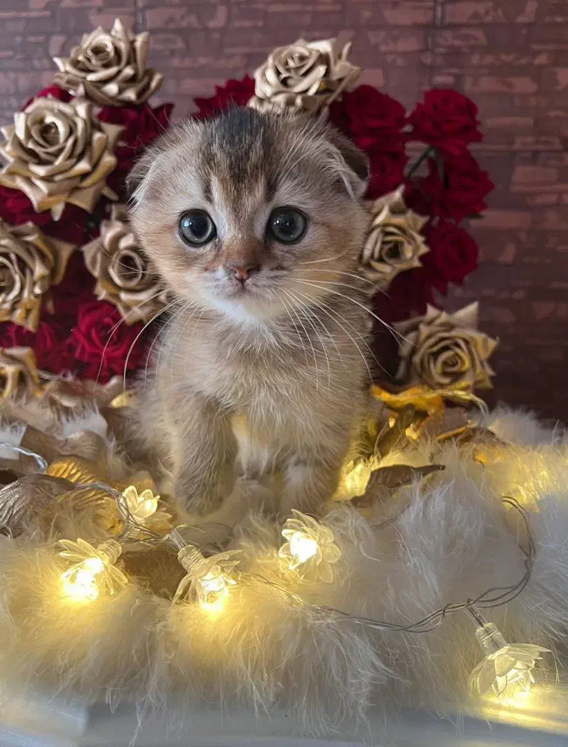 اسکاتیش فولد|گربه|اردبیل, |دیوار