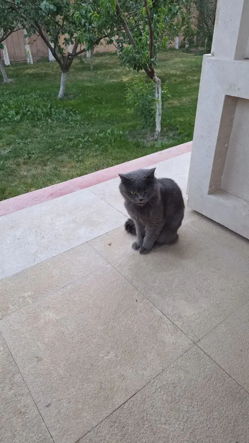 گربه بریتیش شورت هیر گمشده|حیوانات|باسمنج, |دیوار