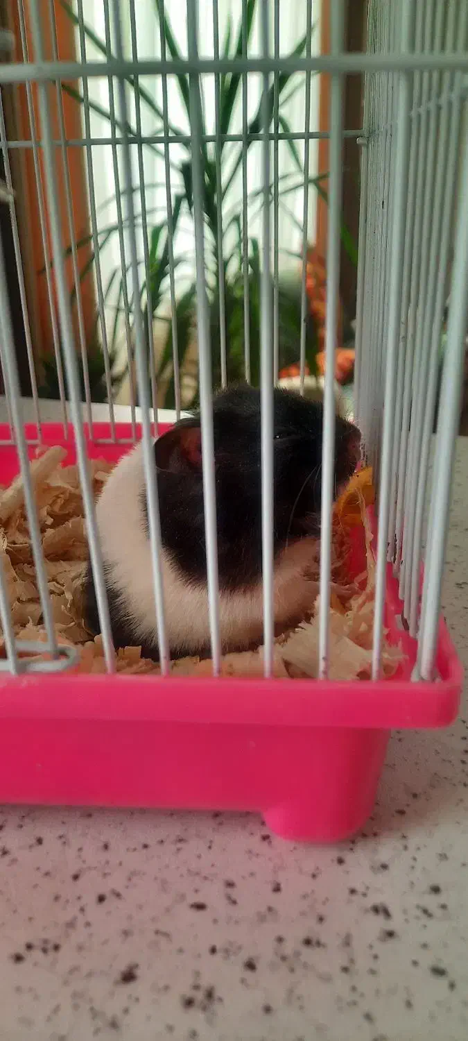 همستر|موش و خرگوش|کرج, شهرک یاس شمالی|دیوار