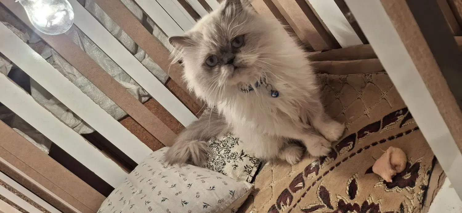 گربه پرشین|گربه|تربتحیدریه, کلاته توکلی|دیوار