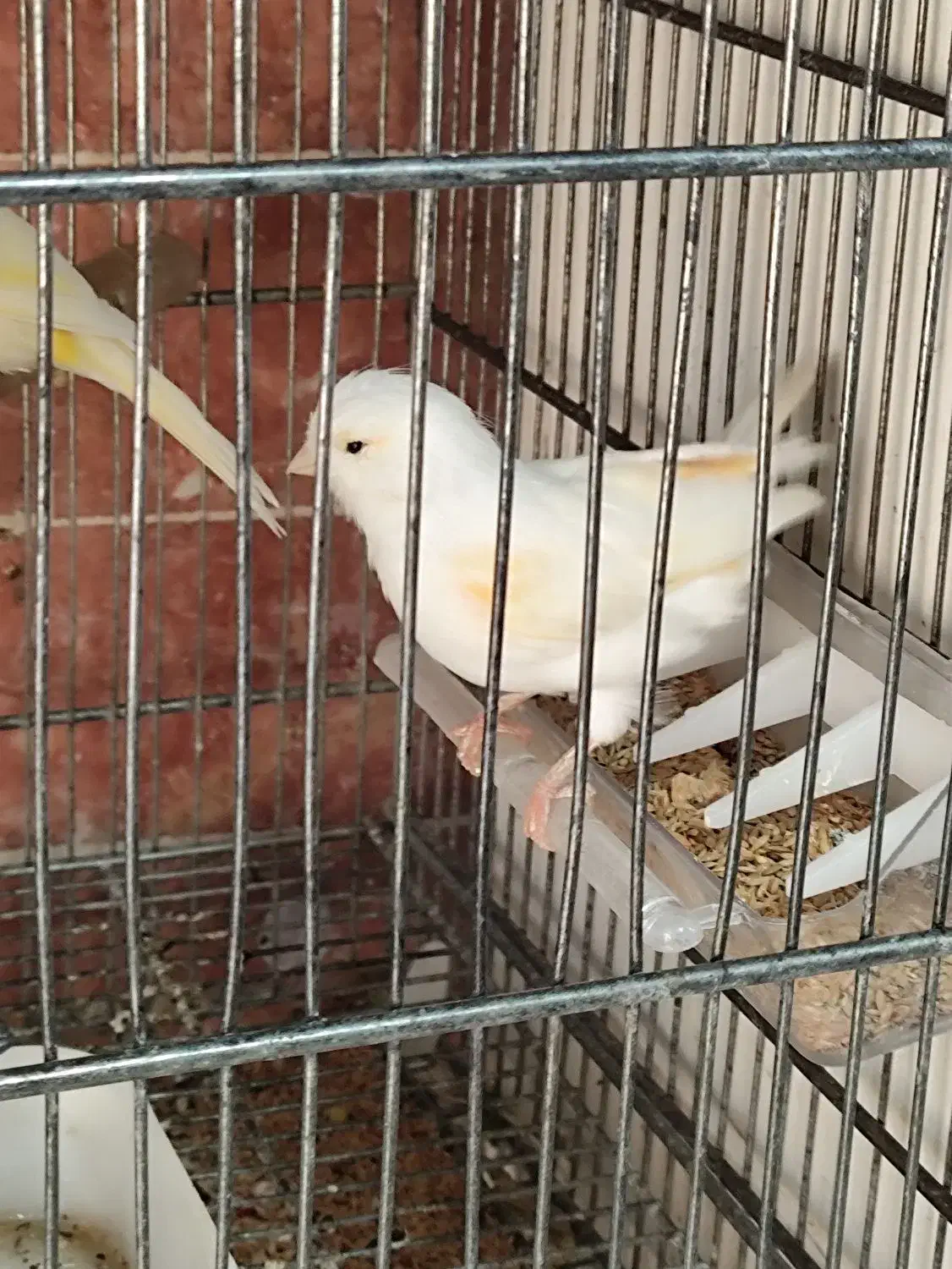 فروش انواع قناری آماده نرو ماده|پرنده|بومهن, |دیوار