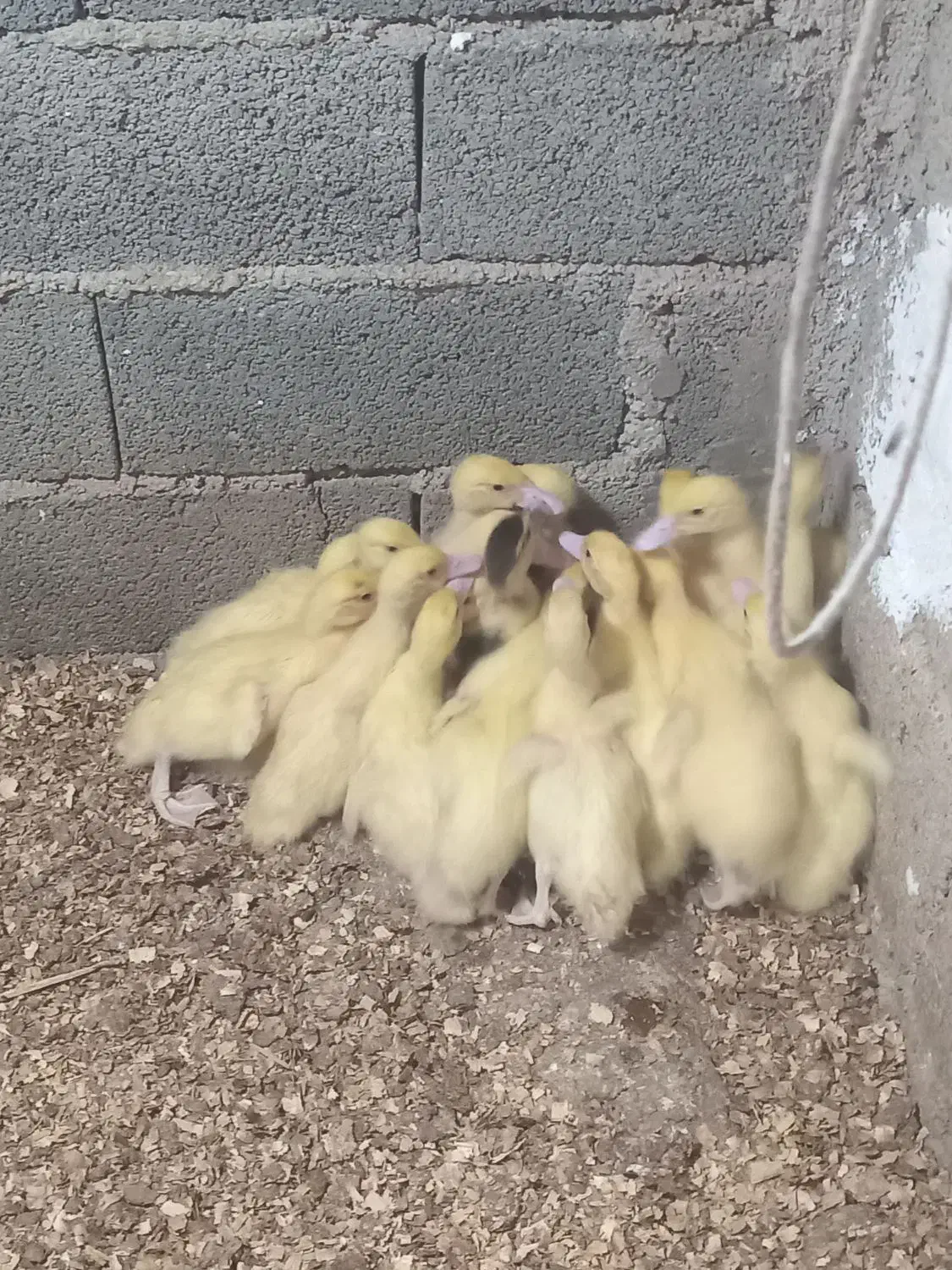 جوجه اردک|حیوانات مزرعه|آکند, |دیوار