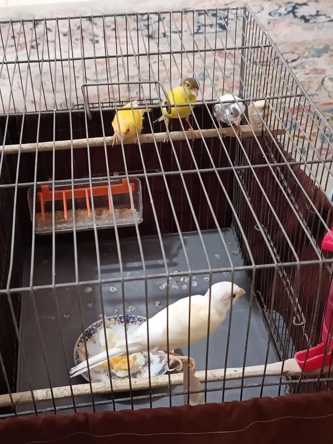 فروش ۸ عدد قناری و ماده آماده تخم گذاری|پرنده|اسلامشهر, مظفریه|دیوار