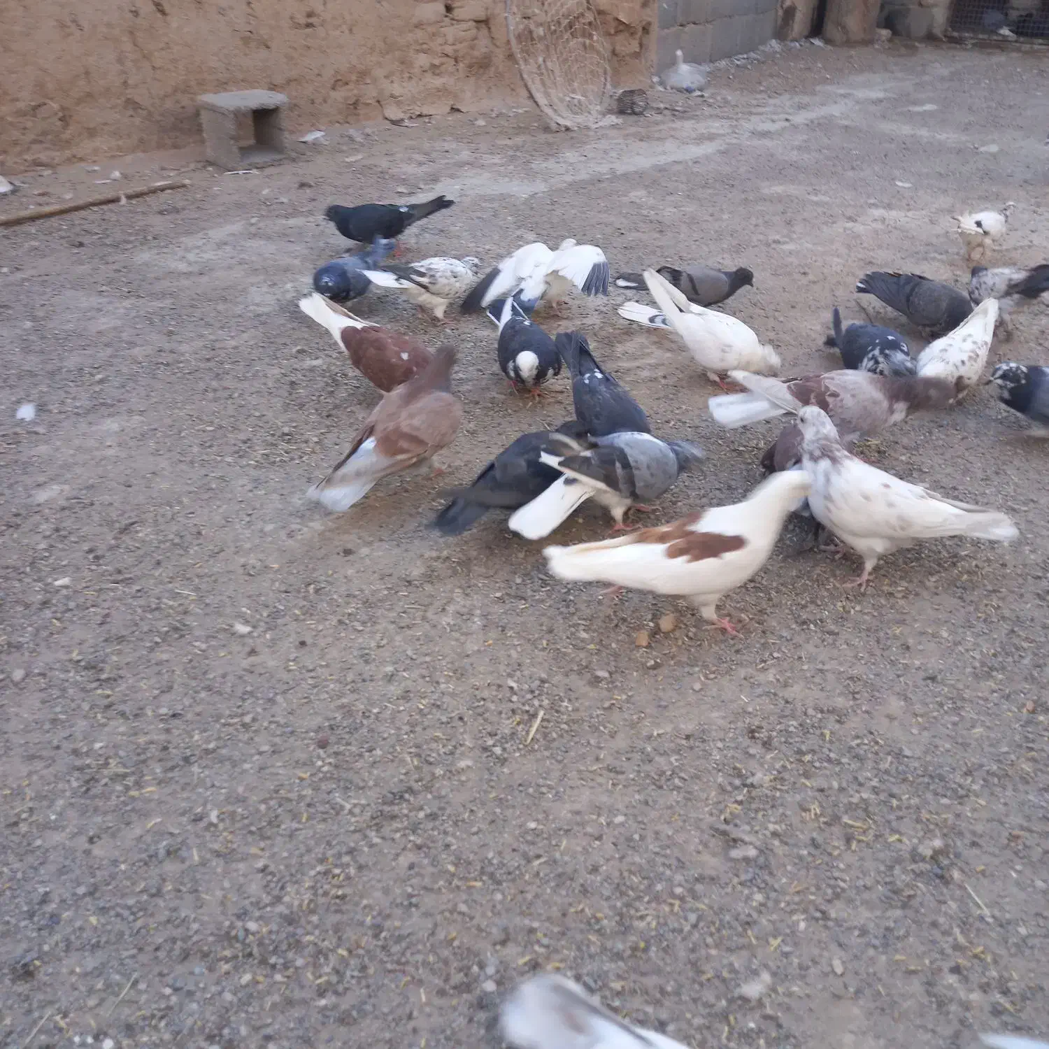 پرنده|پرنده|سیرجان, |دیوار