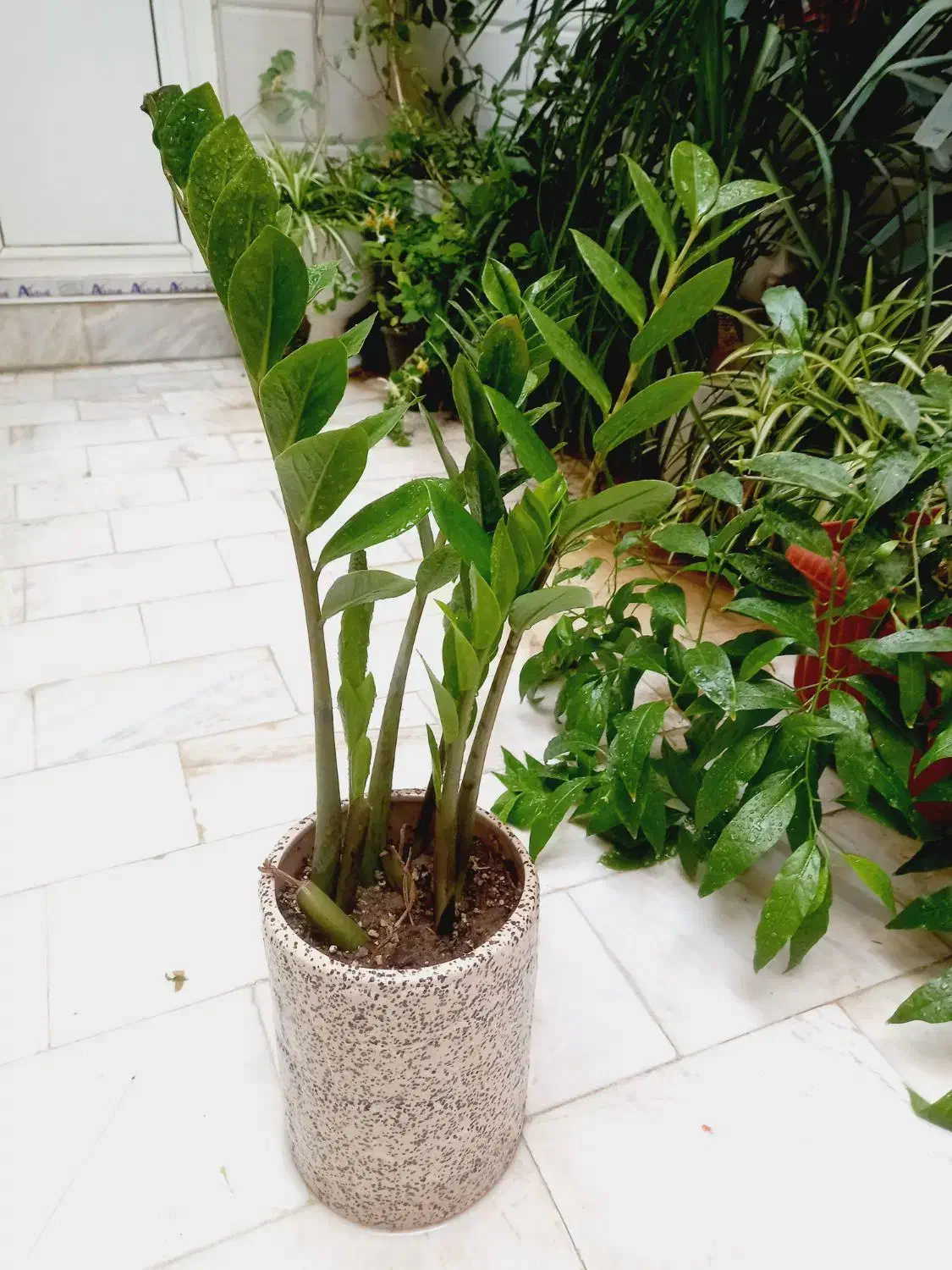 تخفیف ویژه روز مادر تا ۳۰ درصد|خدمات باغبانی و درختکاری|قم, چهل درخت‎|دیوار