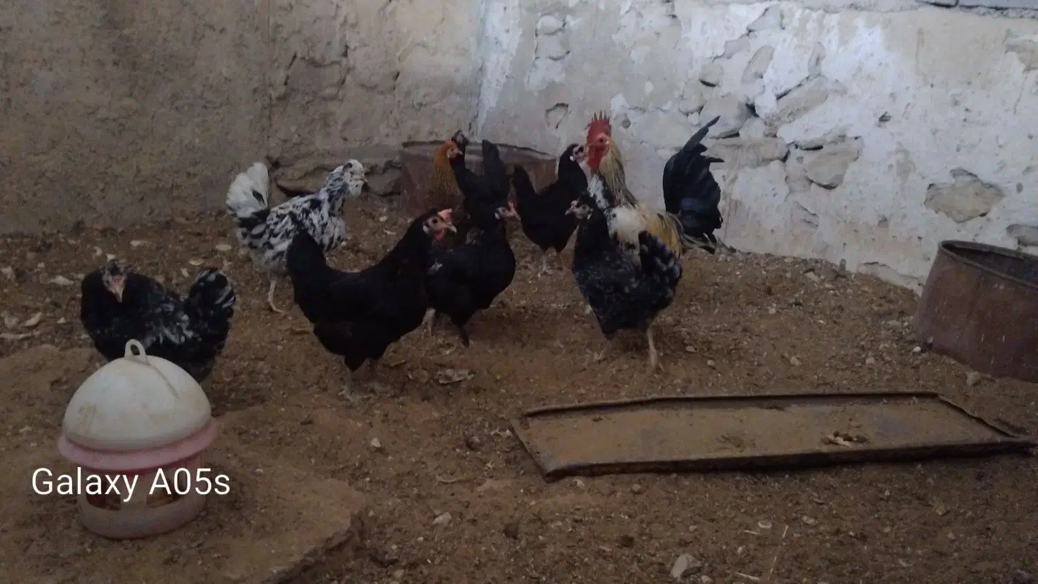 سرگرمی و فراغت حیوانات|حیوانات مزرعه|بوشهر, |دیوار