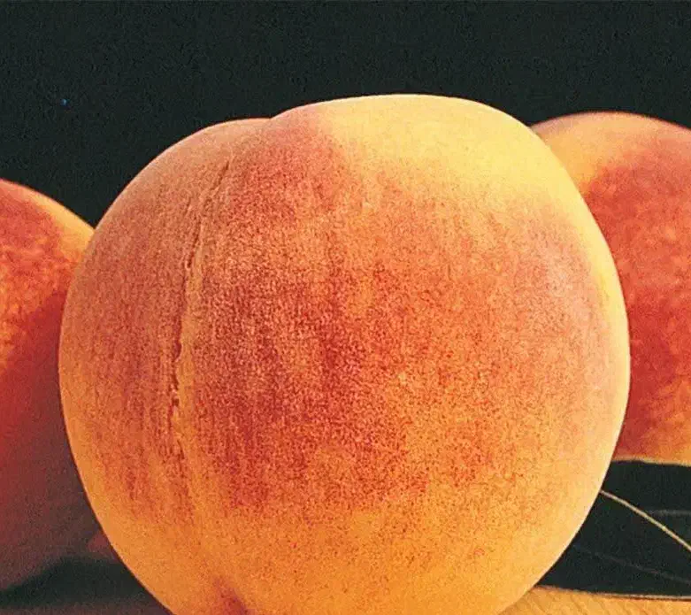 پیش فروش نهال هلو تابع (مازندرانی)|خدمات باغبانی و درختکاری|کوشکنار, |دیوار