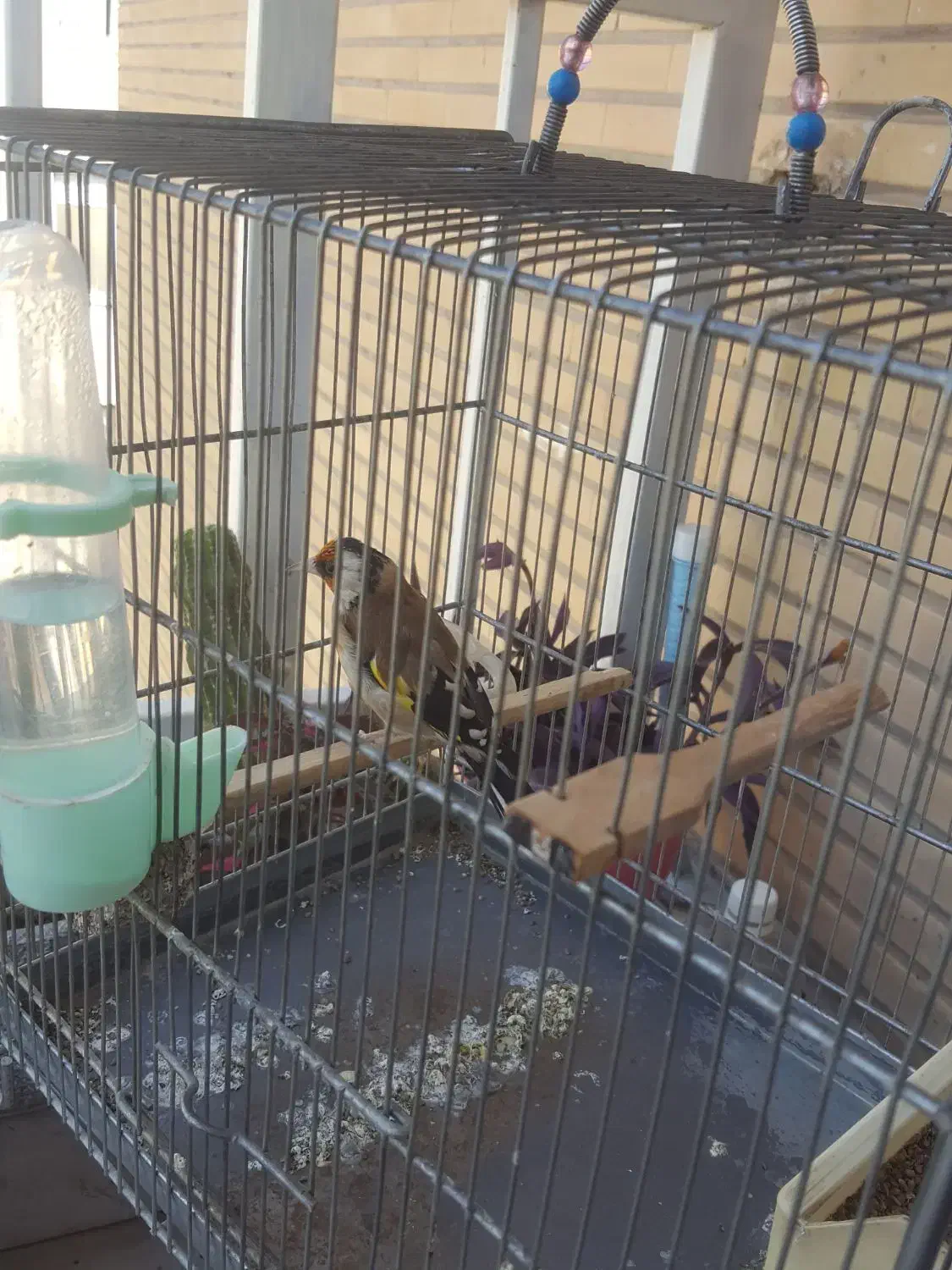 سهره نر رام|پرنده|ملارد, |دیوار