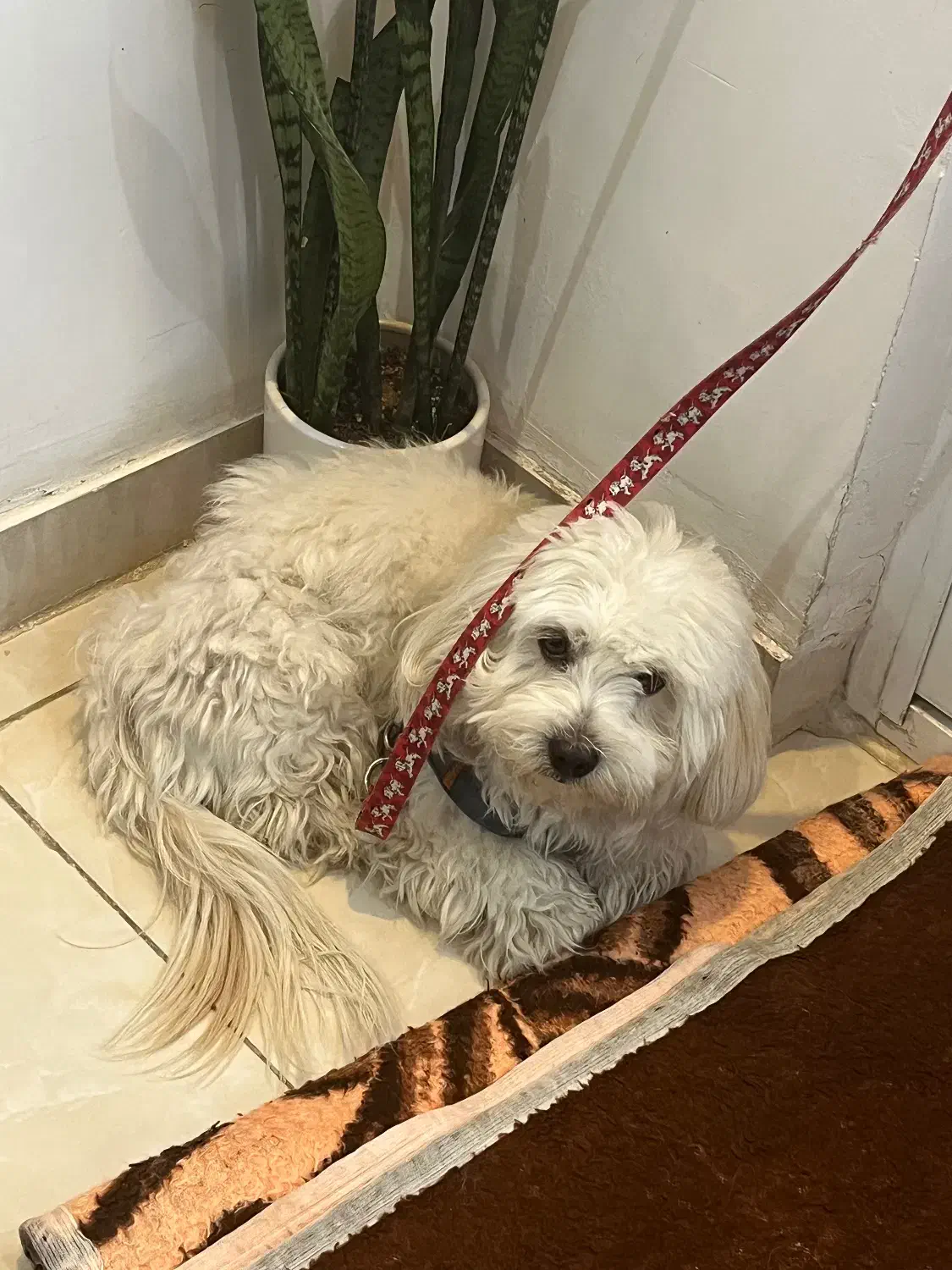 سگ خانگی|سگ|سنندج, |دیوار