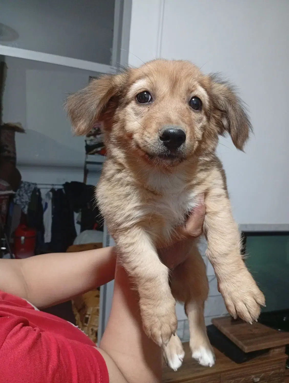 واگذاری پامر پاکوتاه|سگ|کرمان, |دیوار