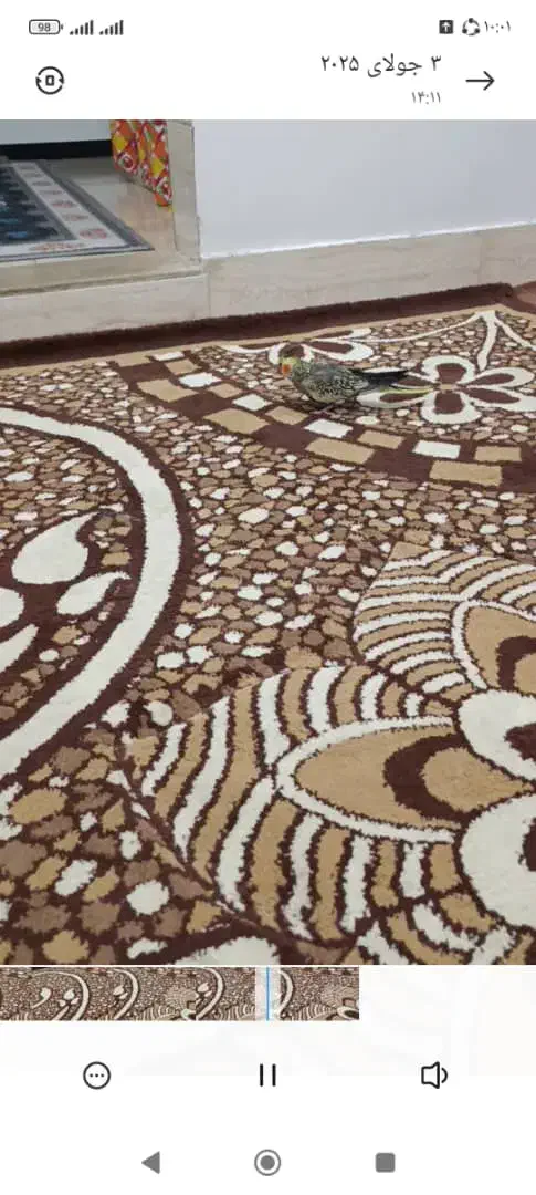 گم شدن عروس هلندی مرواریدی|حیوانات|بهشهر, |دیوار