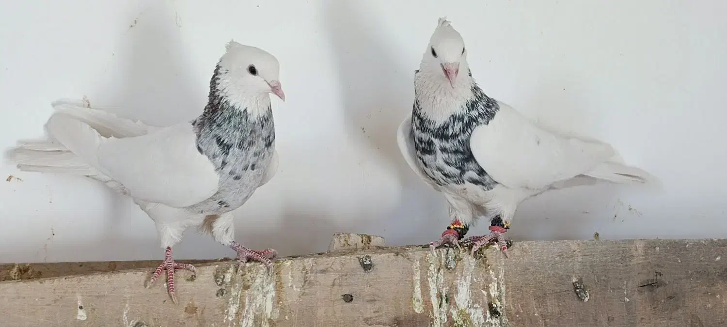 ۲ عدد طوقی سور هفت رنگ خوشگل کلاه میخ پریده|پرنده|رفسنجان, |دیوار