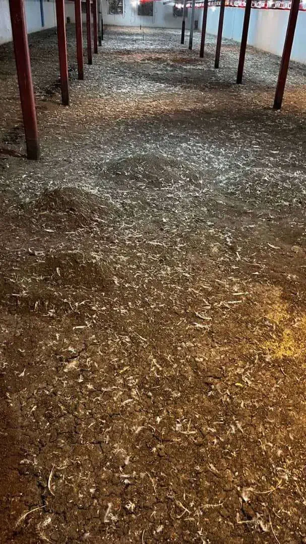 کود مرغی سالنی و قفسی|خدمات باغبانی و درختکاری|قم, دانشگاه قم|دیوار