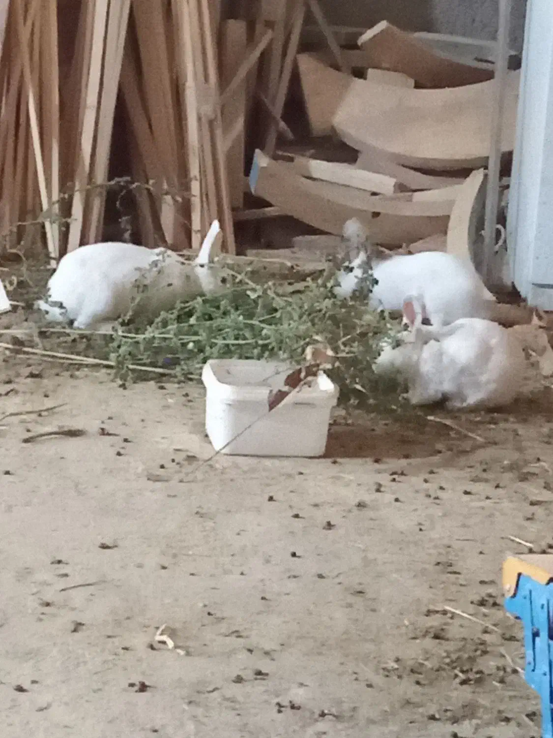 خرگوش سفید بالغ|موش و خرگوش|پردیس, فاز ۴|دیوار