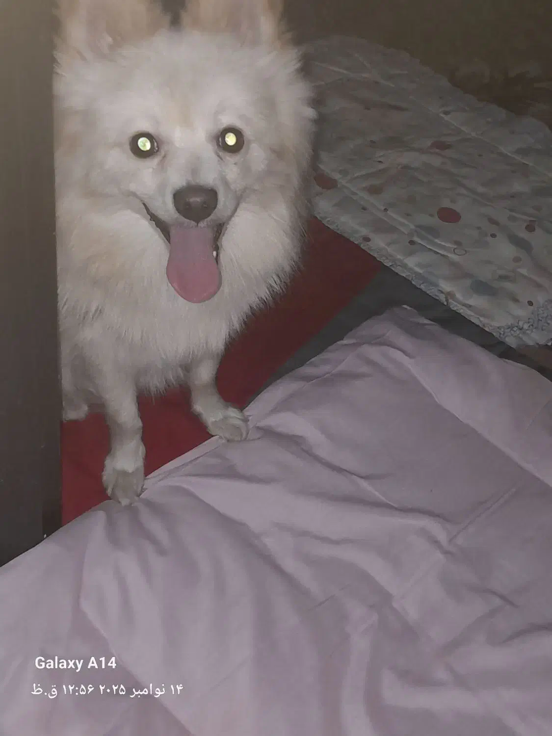 سگ پامر|سگ|مشهد, نوده|دیوار