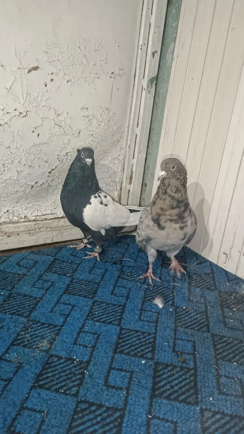 کبوتر و قناری|پرنده|کرمان, |دیوار