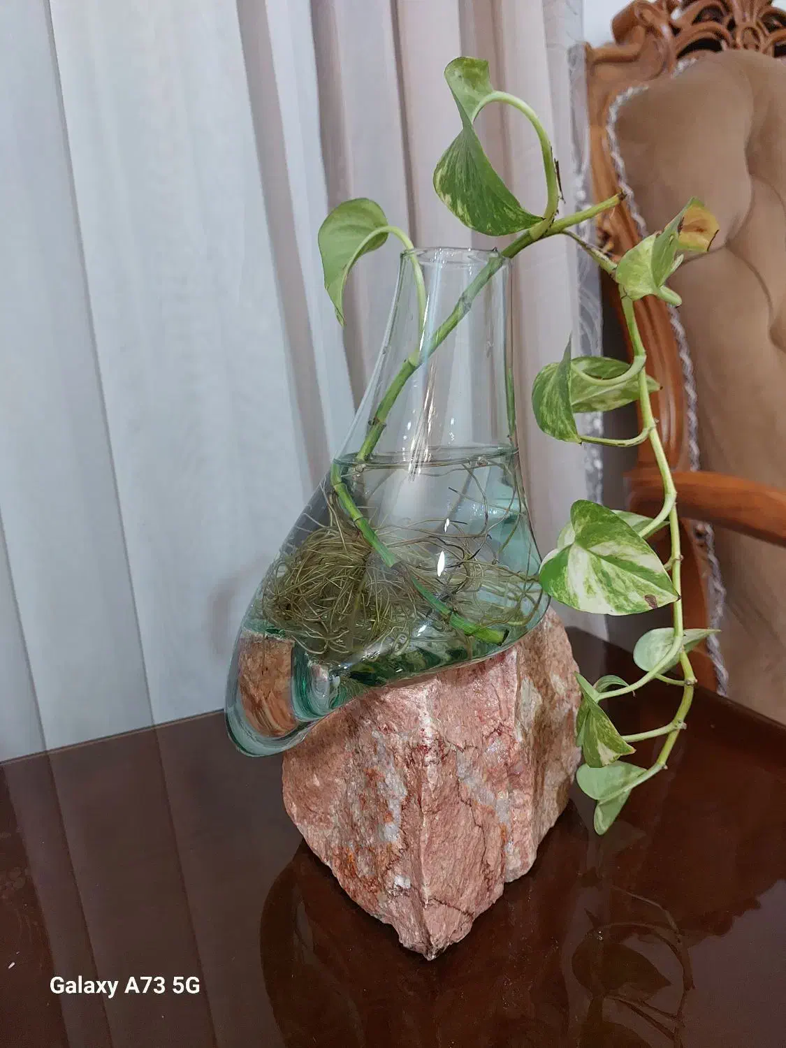 پیچک تزئینی|گل و گیاه طبیعی|اهواز, کیان اباد|دیوار