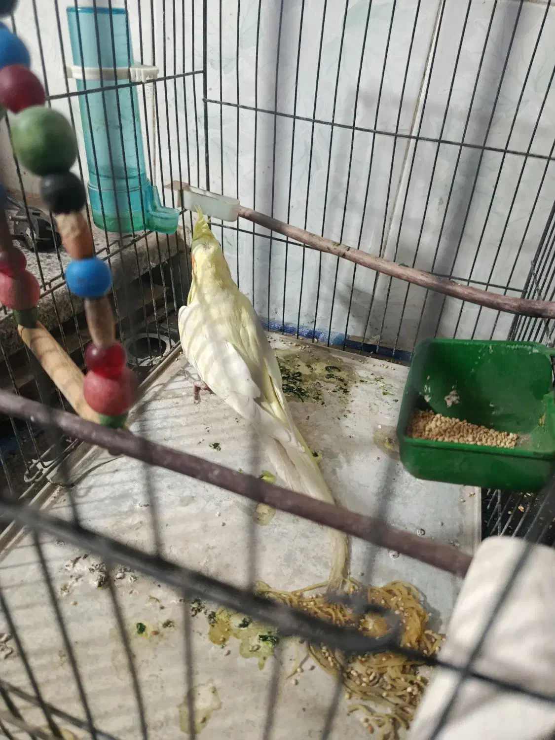 عروس لتینو مولد|پرنده|قم, شهرک مهدیه (مدرس)|دیوار