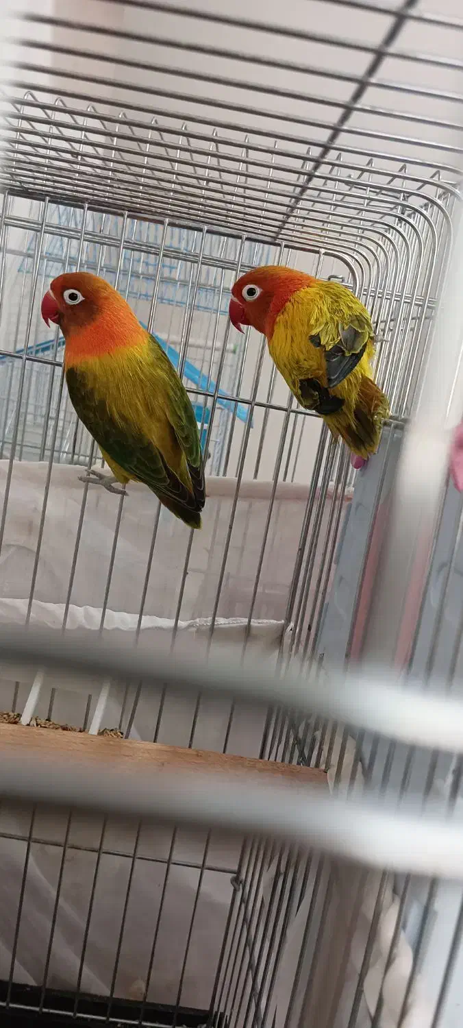 جفت برزیلی یووینگ مولد|پرنده|پاکدشت, خاتون آباد|دیوار