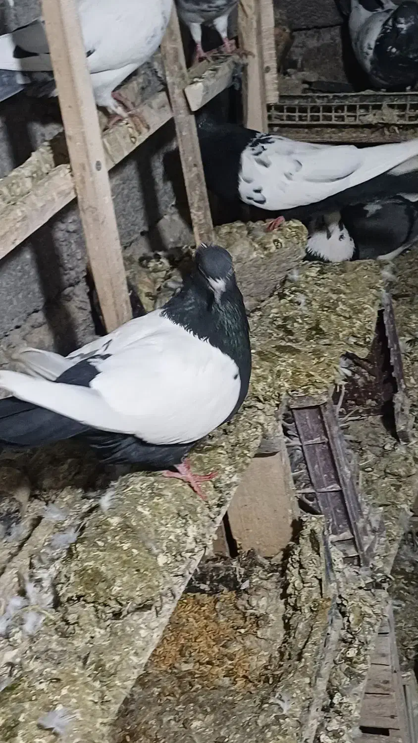 فروش کبوتر رنگی بفروش میرسید|پرنده|باسمنج, |دیوار