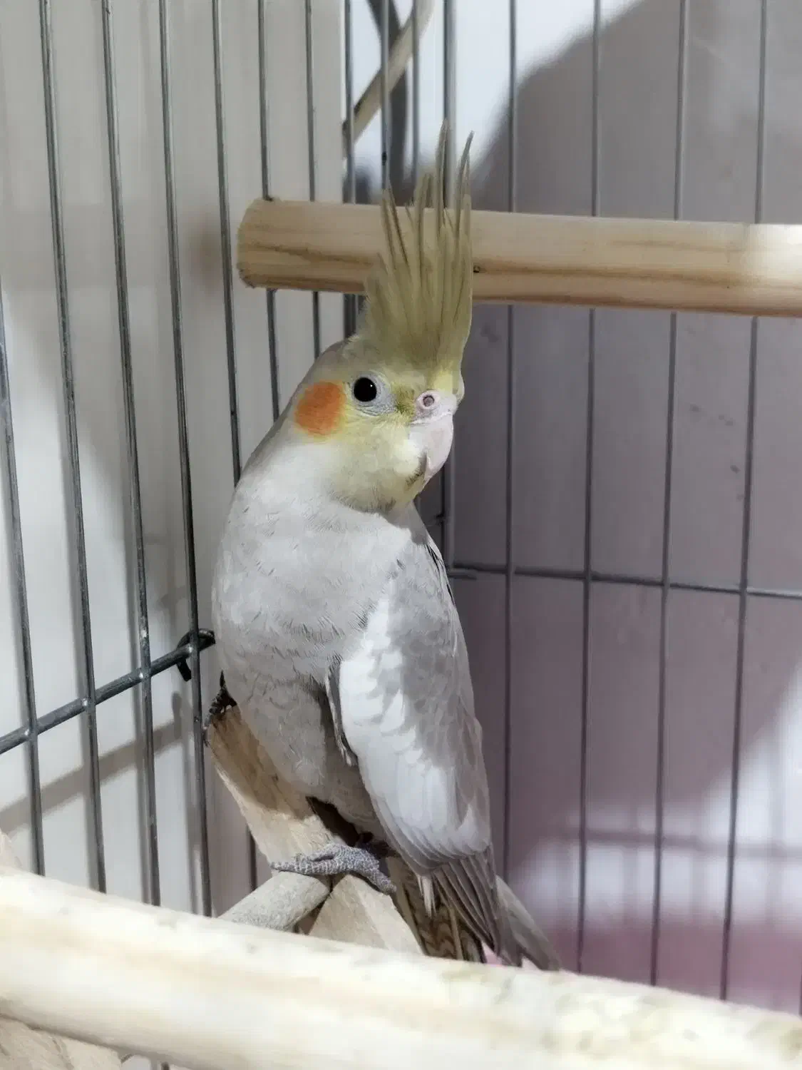 عروس هلندی 4 ماهه|پرنده|رودسر, |دیوار