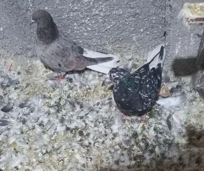 جفت هفترنگ دمسفید|پرنده|گلبهار, شهر جدید گلبهار|دیوار