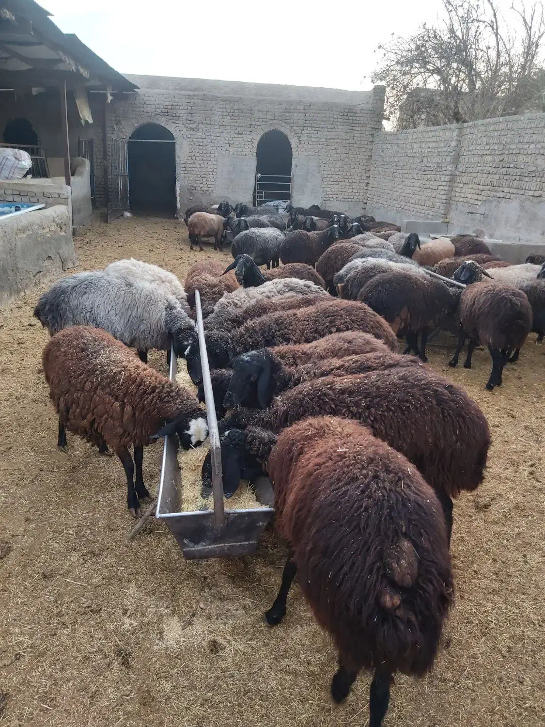 میش و بره بومی|حیوانات مزرعه|پاکدشت, پاکدشت (مامازند)|دیوار