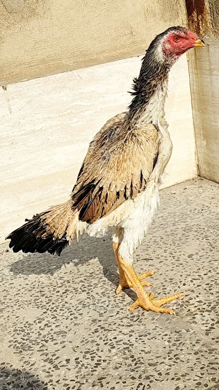 مرغ لاری|حیوانات مزرعه|تهران, بیسیم|دیوار