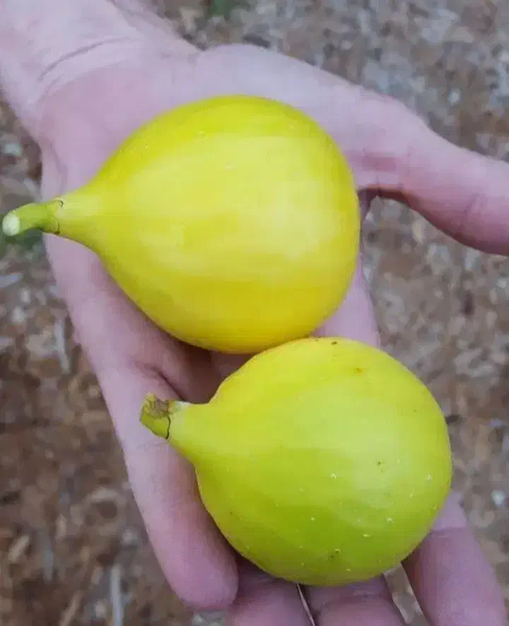 تولید و عرضه انواع انجیر دیم|خدمات باغبانی و درختکاری|یاسوج, |دیوار