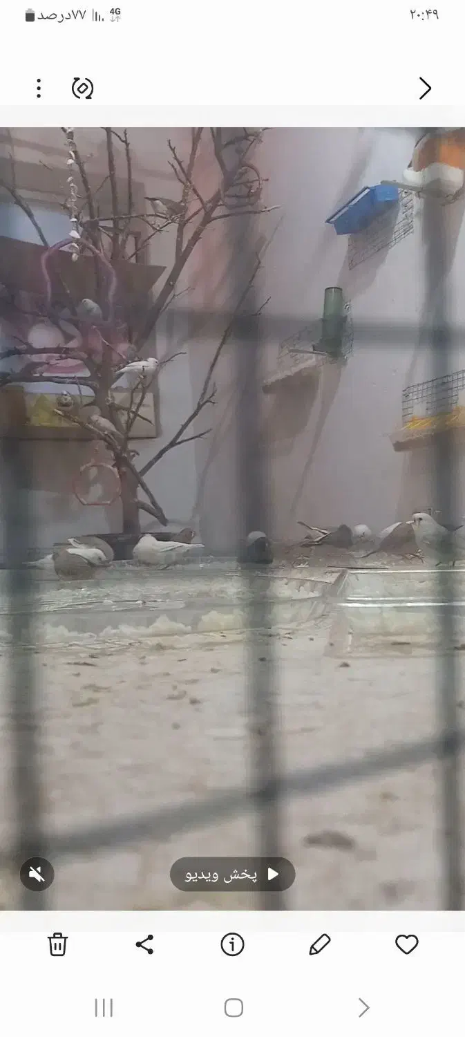 فنج زبرا|پرنده|یزد, |دیوار