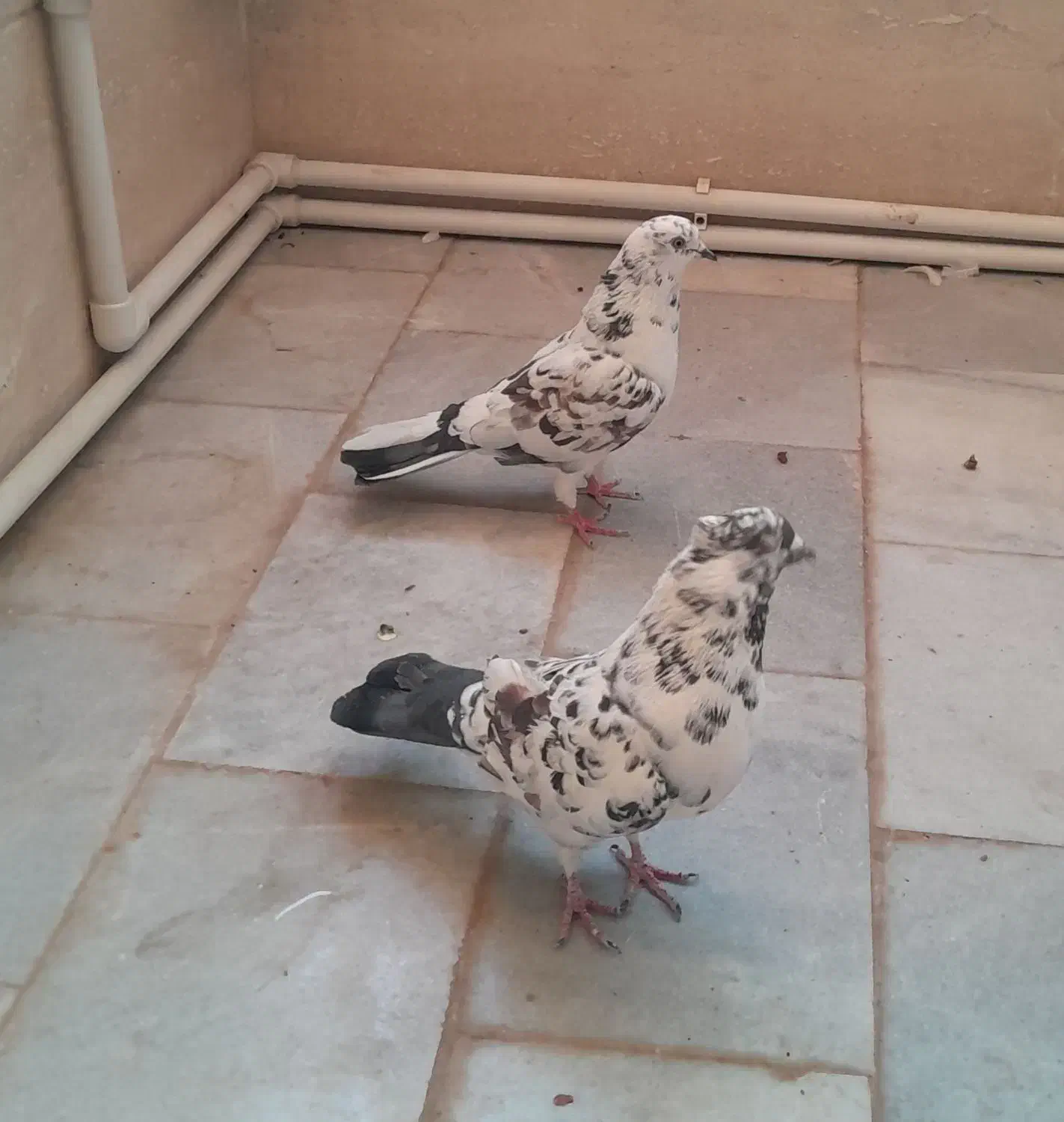 کبوتر ( کفتر پرشی)|پرنده|یزد, |دیوار