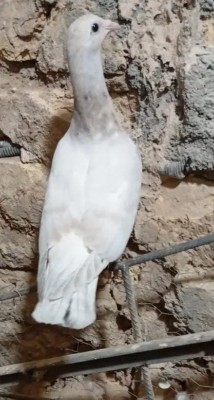 کفتر|پرنده|قم, یزدان‌شهر|دیوار