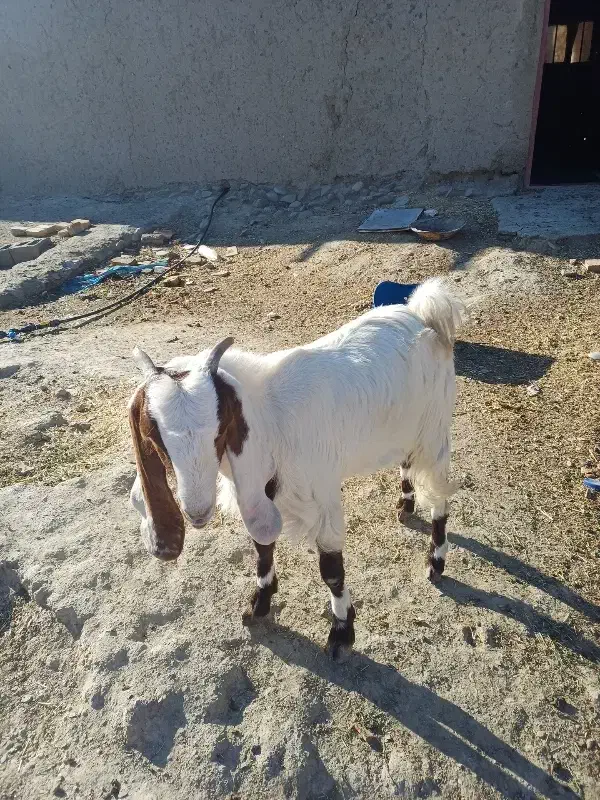 گتاچ بی دندان|حیوانات مزرعه|سراوان, |دیوار