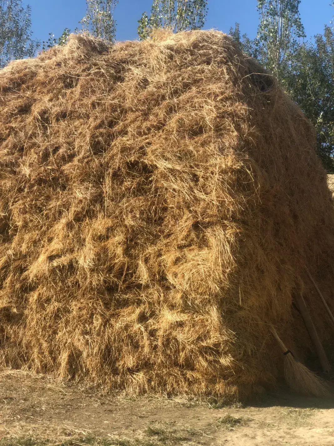 گیاه  مخصوص گاو  گوسفند|لوازم جانبی حیوانات|صومای برادوست, |دیوار