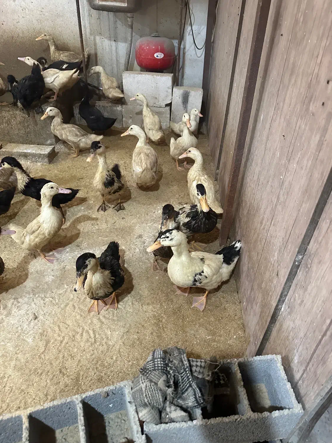 اردک بگ بگی دونه ای ۲۸۰|حیوانات مزرعه|بابل, |دیوار