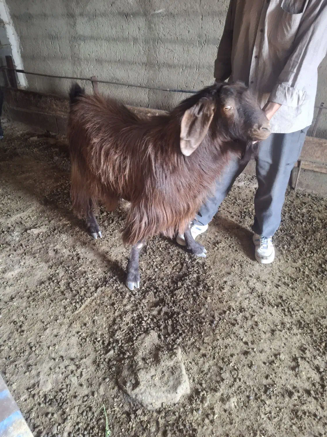 گوسفند|حیوانات مزرعه|صوفیان, |دیوار