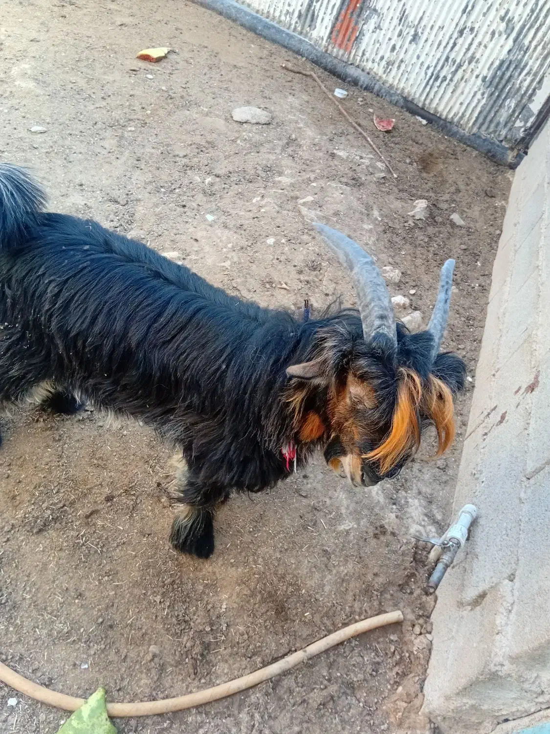 بیگ تهمی درجه یک|حیوانات مزرعه|مسجد سلیمان, |دیوار